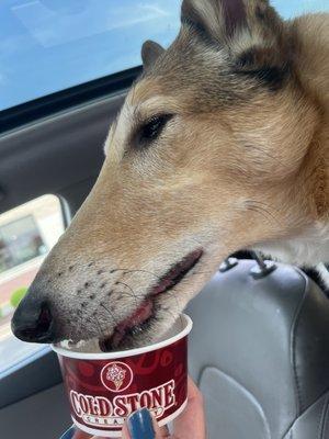 Complimentary "pup cups" are available for your pet.