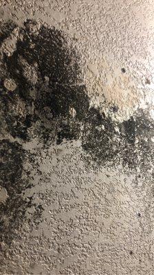 Mold on bathroom wall(closeup)