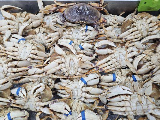 Dungeness Crabs