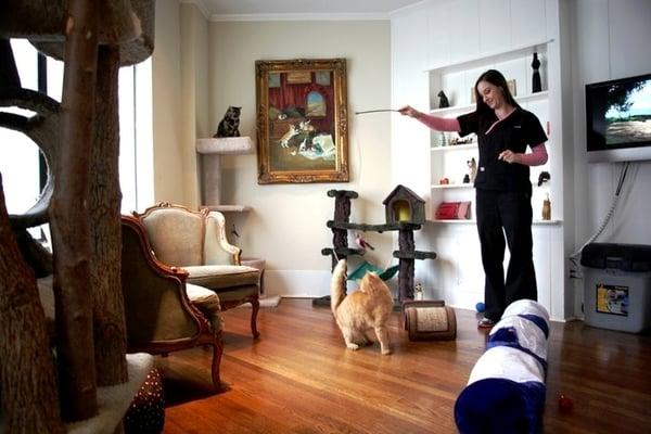 The Cat Cottage: Vickery Place Animal Hospital's feline boarding