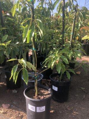 5 gallon avocado tree