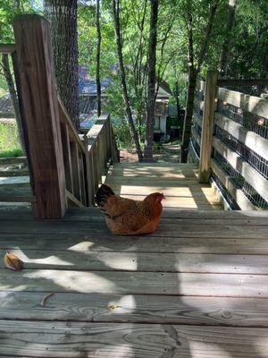 Chickens on the front porch.