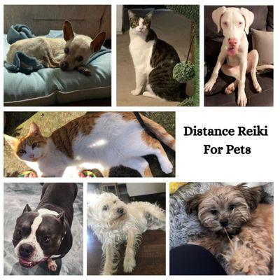 Distance Reiki Energy Healing for Pets