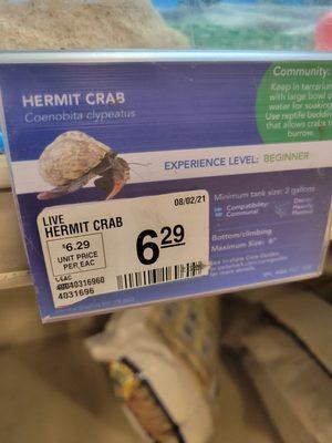 Hermit crab - 5/29/22