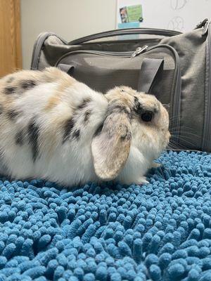 nervous bun awaiting his RHD vaccine