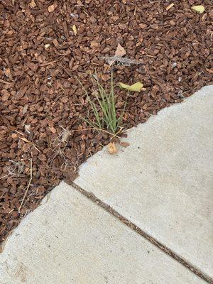 Weeds growing next to driveway.