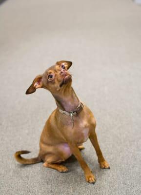 Abby - office dog