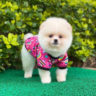 Pomerian puppies available for adoption