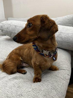 Twig the long-haired dachshund.