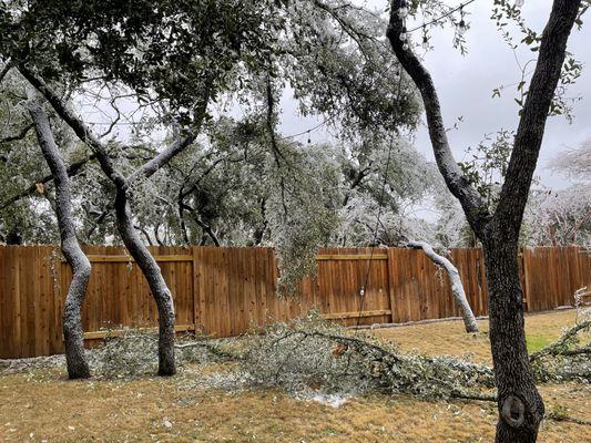 Ice Storm Damage