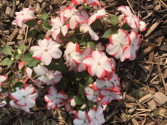 Impatiens