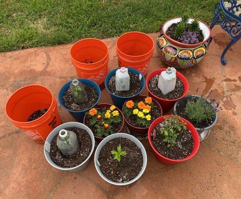 Orange buckets are your potatoes - YAY!