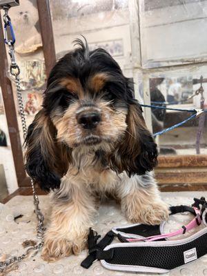 Little suzy Q getting ready for her first haircut.