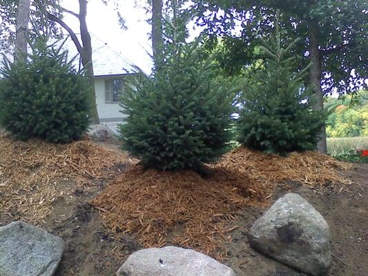 5 ft tall Black Hills Spruce Trees