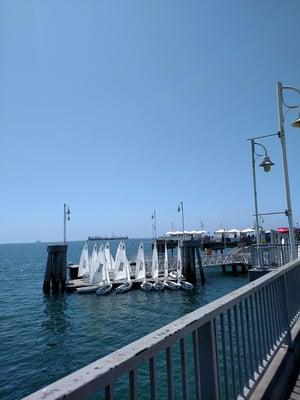 Special Olympics sailboats