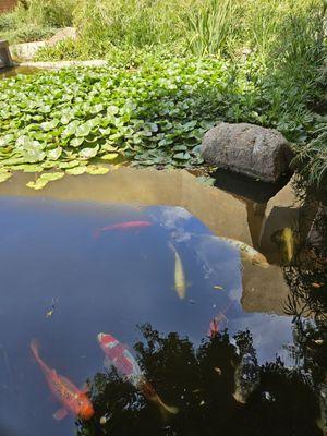 Koi pond