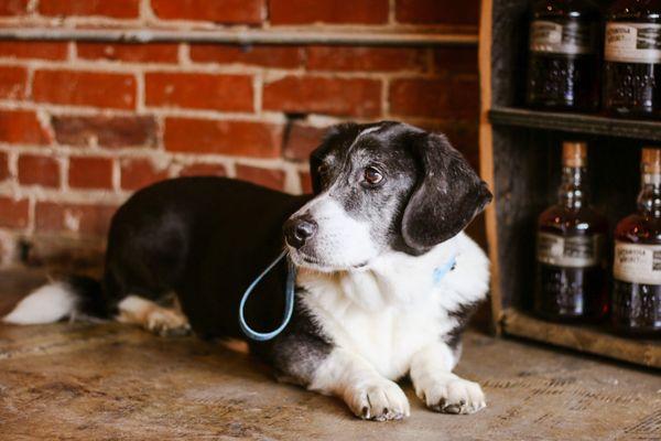 Dog friendly interior and patio space