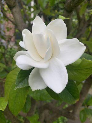 Gardenia