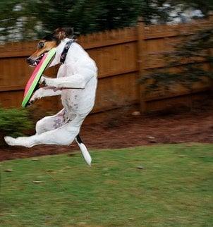 Flying Disc Dog