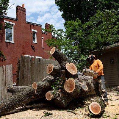 Cincinnati Tree Removal Services