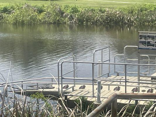 Lil Gator just chillin on the boat launch.