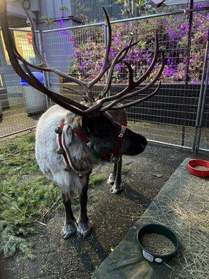 reindeer