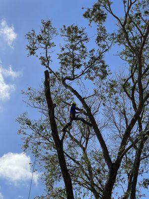 Aardvark Tree Services