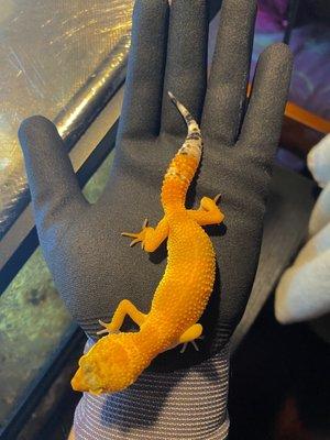 Beautiful baby leopard gecko. Alert, healthy, and friendly