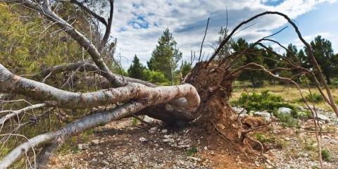 TJ's Land Clearing