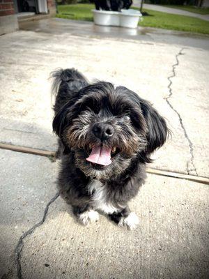 Reggie - shihtzu