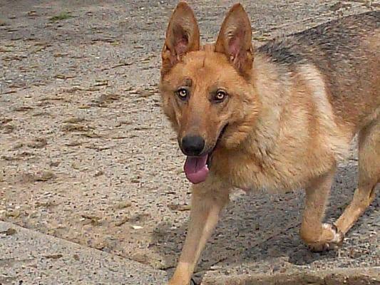 Pretty Gretta girl just hanging out in the yard