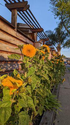 Addition of planter box