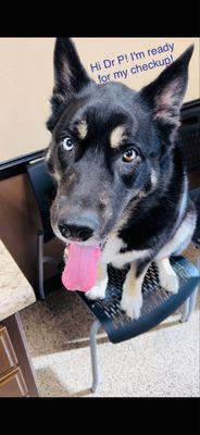 Indica at his puppiatricians office! Murrieta Animal Hospital!