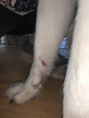 A dogs leg that was bit