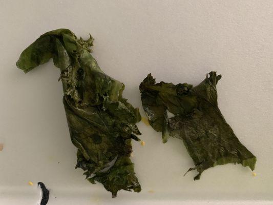 This is the lettuce that was put on my bacon cheeseburger sandwich today