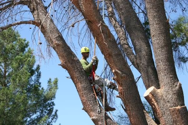 Climbing to cut sections off the Pine tree