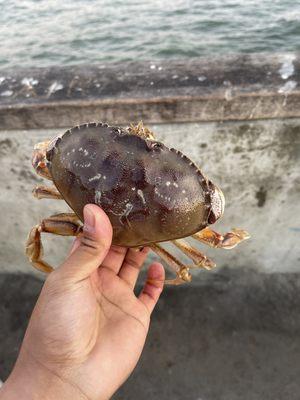 Dungeness Crab in Pacifica Pier!