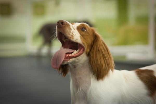 Baxter loves a treat at Happy Hound Dog Resorts