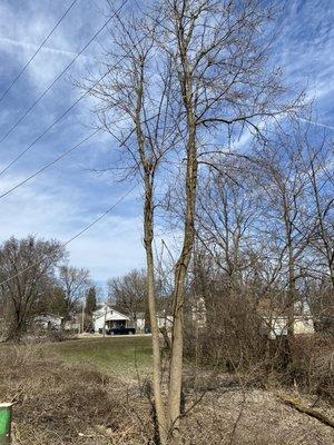 Fun bunch of tree to trim