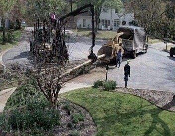 Feeding a whole tree into the chipper