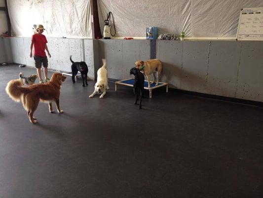 2400sf of indoor space. Rubber floors is easier on doggie (and human) legs!