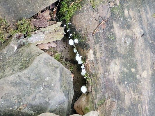 Nature!!! Mushrooms on a rock.