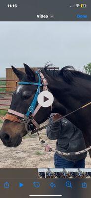 Tight bridle with bitless hackamore and halter