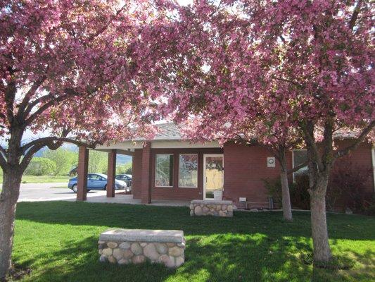 Beautiful Crab Apple blossoms in the spring shade a couple of our stone benches on the lawn just outside our clinic entrance.