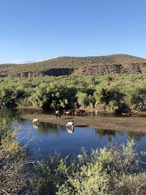 Wild horses in Salt River