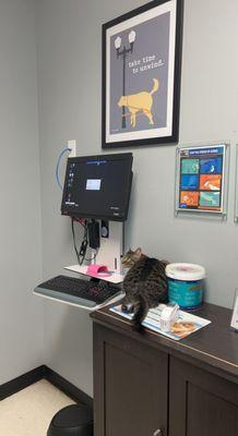 My cat Salsa being curious and exploring the exam room.