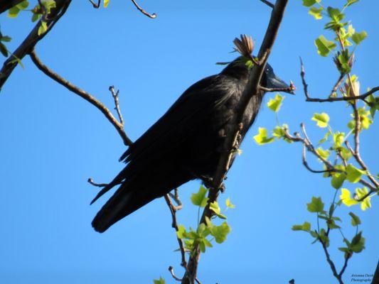 A crow surveying the park.