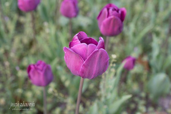 Tulips all gathering around the one in the foreground.  Is she leading the meeting?