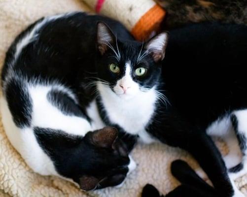 Photos taken by Lysandra Cook.  These are photos of the kittens that are housed at their cattery in Kane'ohe.