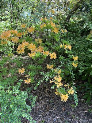 Orange azalea